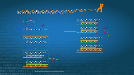 Polymerase Chain Reaction (PCR) Fact Sheet | NHGRI