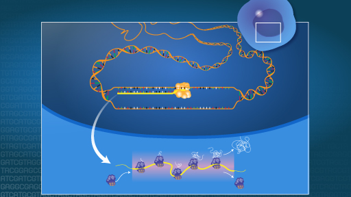 Transcriptome Fact Sheet | NHGRI