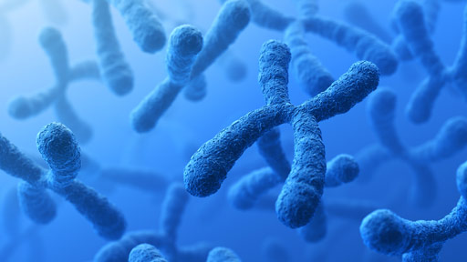 X Chromosome Fact Sheet | NHGRI
