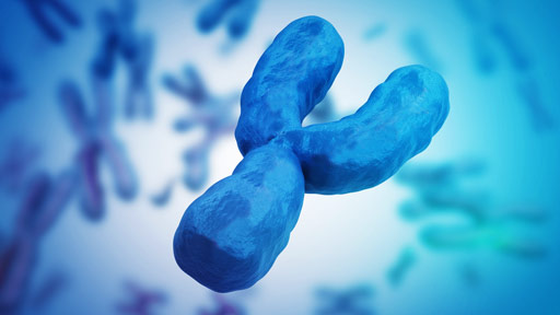 Y Chromosome Fact Sheet | NHGRI