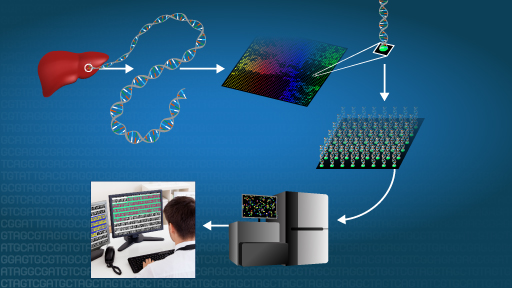 Secuenciacion Del Adn Nhgri