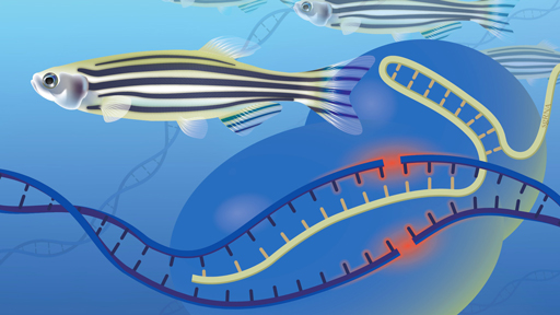 Genome Editing | NHGRI