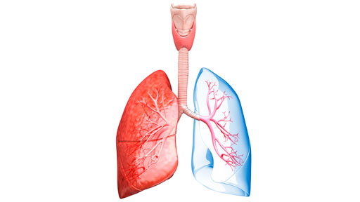 About Alpha-1 Antitrypsin Deficiency | NHGRI