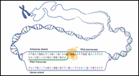 Click to view enlarged image of Figure 2: Sense Strand / Antisense Strand.