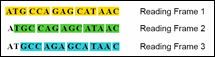 Click to view enlarged image of Figure 4: Three Different reading frames.