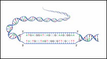 Click to view an enlarged image of Figure 5: Strands with 5' and 3'.