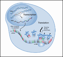 Click to view enlarged image of Figure 7: Transcription and Translation.