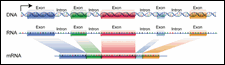 Click to view enlarged image of Figure 9: Alternative Splicing.