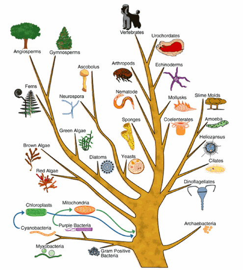 Image of tree showing different model organisms