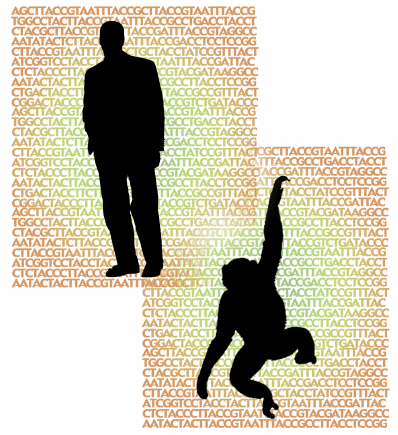 Silhouettes of human and chimpanzee with ATCG