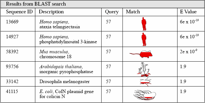 Results from BLAST Search