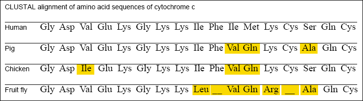 CLUSTAL alignment of amino acid sequences of cytochrome c
