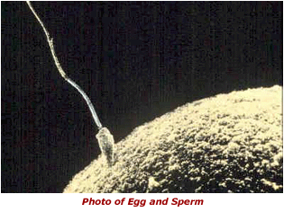 Photo of egg and sperm