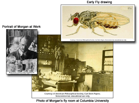Images of Early Fly Drawing; Photo of Morgan; Morgan's Fly Room