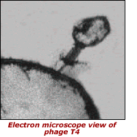 Electron microscope view of phage T4