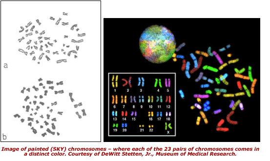 Image of painted (SKY) chromosomes - where each of the 23 pairs of chromosomes comes in a distinct color. Courtesy of DeWitt Stetten, Jr., Museum of Medical Research.