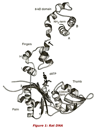 Figure 1: Rat DNA.