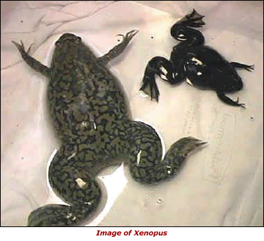 Image of Xenopus