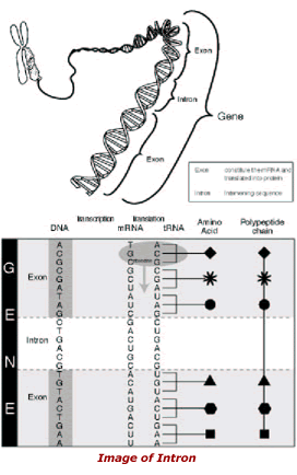 Image of Intron