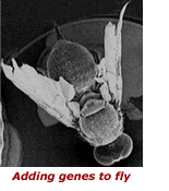 1981-82: First Transgenic Mice and Fruit Flies