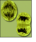 Pikamee Watches My Clip then Undergoes Mitosis