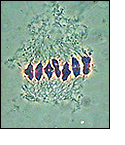 Image of cells dividing