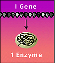 1 Gene for 1 Enzyme