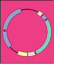 Recombinant DNA molecules