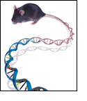 Mouse's tail that transforms into a strand of DNA