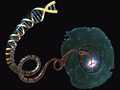 Single cell and a DNA helix