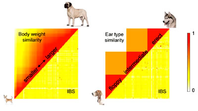 Diversity of Canine Traits Attributed to Simple Genetic Architecture