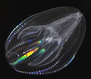 Comb Jelly