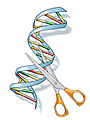 DNA double helix with a pair of scissors