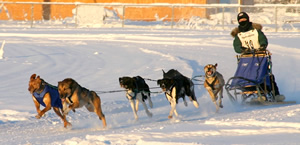 Heather Huson and her team of Alaskan sled dogs race in the Alaska Dog Mushers Association Challenge Series in Fairbanks, Alaska. Her team are the same genetic breed, but reflect the physical appearance of breeds that have contributed to their genomes