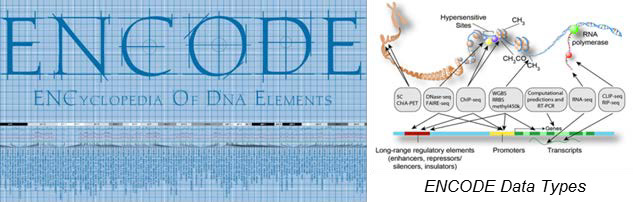 ENCODE logo and an example chart