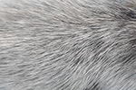 Gray mouse fur