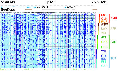 Patterns of genetic variation around two genes on chromosome 2. Credit: Dr. Gil McVean and the 1000 Genomes Consortium