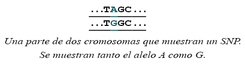 Parte de dos cromosomas que muestran SNP