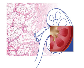 Kidney illustration