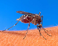 Mosquito. Photo courtesy of Michigan.gov
