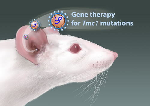 An illustrated mouse with gene therapy for Tmc1 mutations