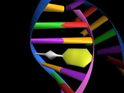 Mutation illustrated on a DNA model. Credit: NCI