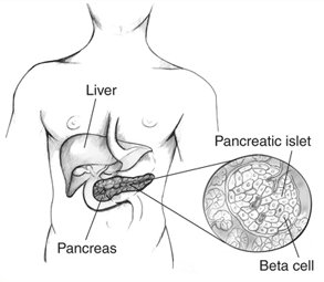Pancreatic islet cells