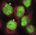 DNA replication