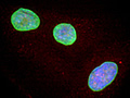 Nuclei treated with rapamycin