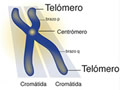 Chromosome illustration in Spanish