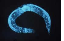 c.elegans image