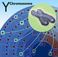 Y Chromosome