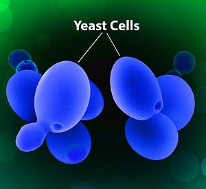 Yeast Cells