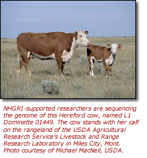 Click this link to view a high-resolution photo of the Hereford cow and calf.
